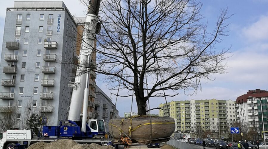 Warszawa. „Przeprowadzka drzewa” kolidującego z nową inwestycją mieszkaniową﻿
